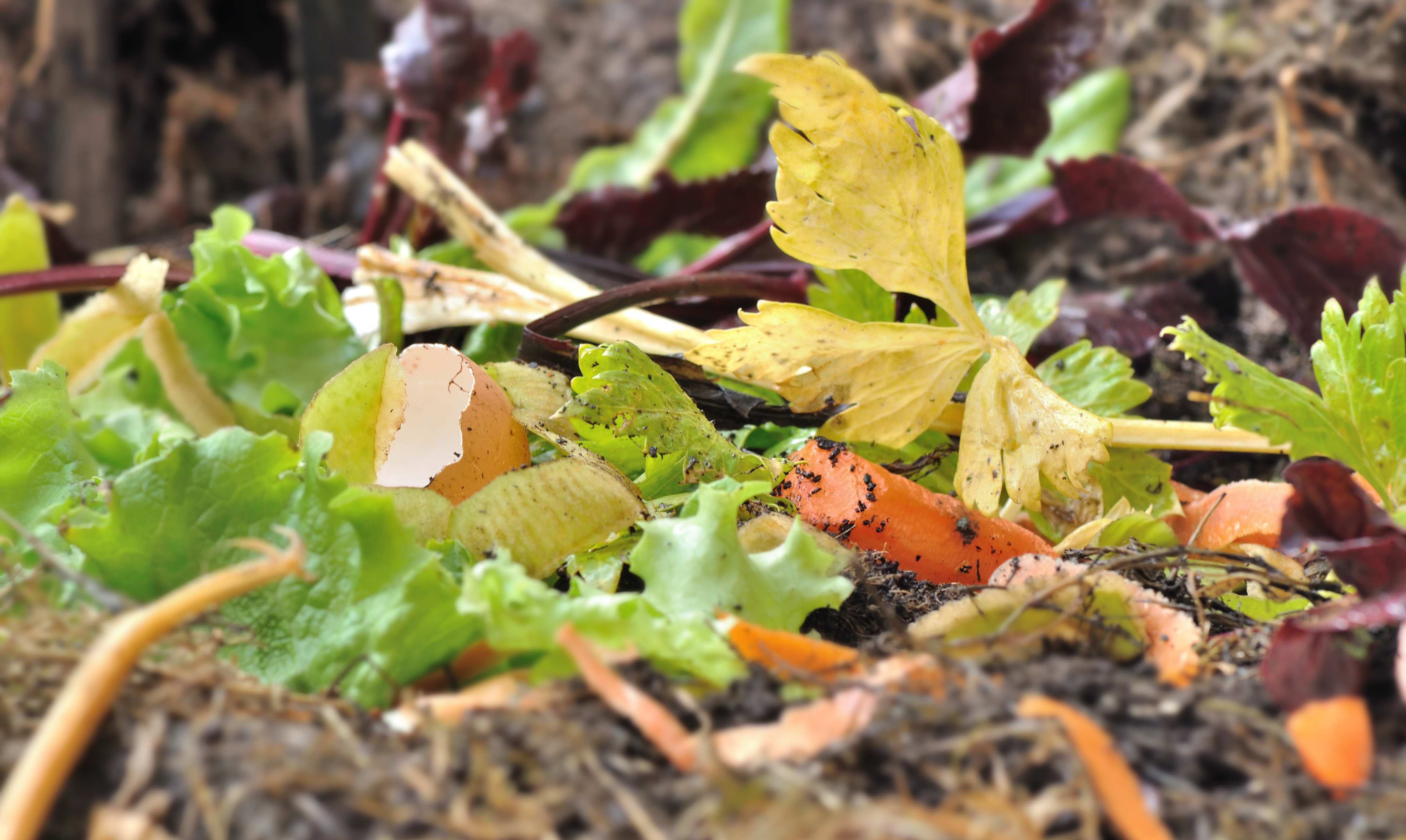 What is Composting and How Can You Do It?